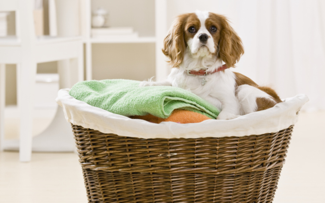 A Guide to Remodeling Your Laundry Room